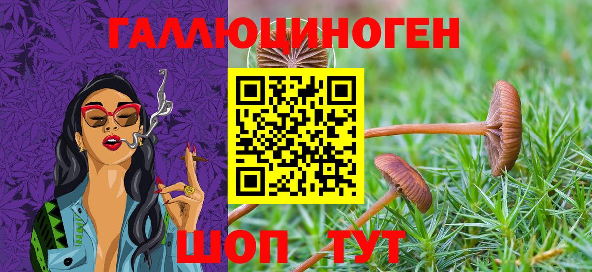 Галлюциногенные грибы Cubensis Курчалой