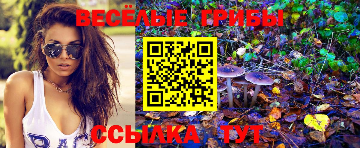 купить закладку  Псилоцибиновые грибы Cubensis  Вход с VPN  Курчалой  Галлюциногенные грибы мухоморы 